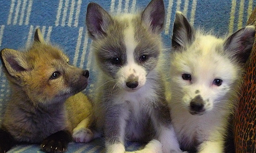 Russian pet foxes for sale. Would you buy one?